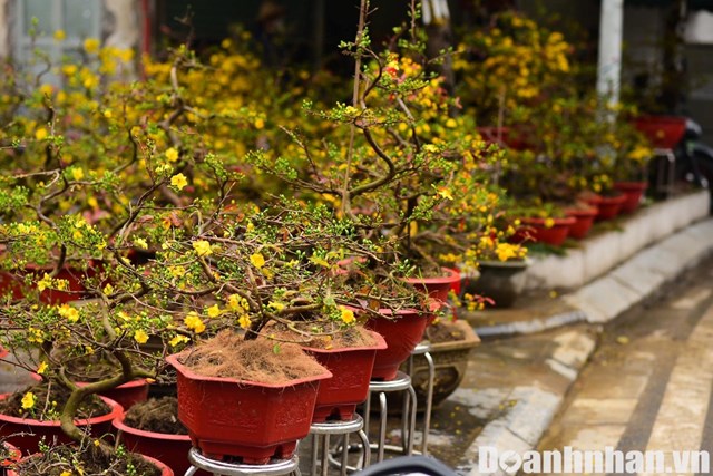 Những c&acirc;y mai vàng rực rỡ tr&ecirc;n đoạn đường Lạc Long Qu&acirc;n vắng bóng khách đến mua.