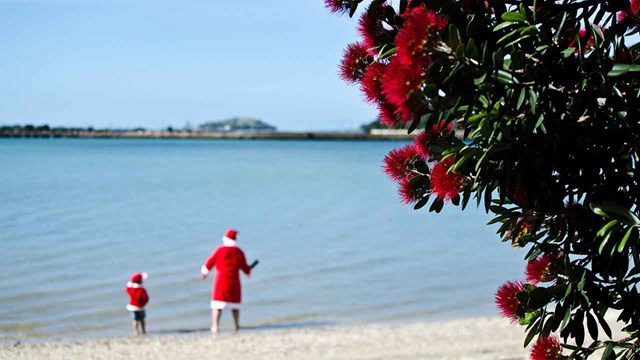 Pohutukawa - Lo&agrave;i hoa đặc trưng của m&ugrave;a Gi&aacute;ng Sinh ở New Zealand