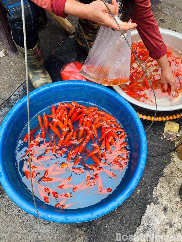 Chị Hạ ở Ho&agrave;n Kiếm cho biết, mặc d&ugrave; năm nay gi&aacute; c&oacute; nhỉnh hơn nhưng mỗi ng&agrave;y chị cũng b&aacute;n được 50 - 100 cặp c&aacute;.