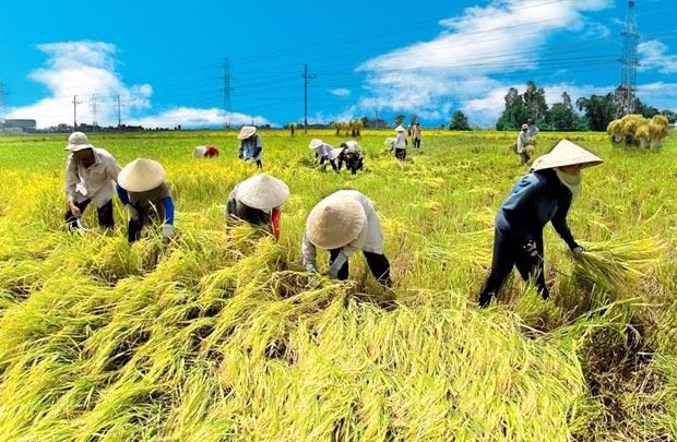 HSBC: Việt Nam đặt trọng t&#226;m v&#224;o n&#244;ng nghiệp xanh - Ảnh 1
