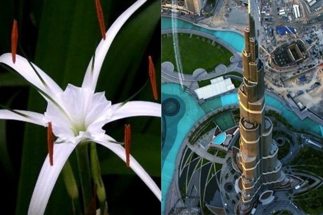 Người truyền linh hồn cho Burj Khalifa l&agrave; kiến tr&uacute;c sư người Mỹ Adrian Smith với thiết kế dựa theo cảm hứng từ lo&agrave;i hoa hymenocallis hay Spider Lily. Lo&agrave;i hoa n&agrave;y thường xuất hiện ở khu vực nhiệt đới, c&oacute; c&aacute;nh d&agrave;i mở rộng từ trung t&acirc;m. C&aacute;c cạnh xung quanh t&ograve;a th&aacute;p mọc ra từ khu trung t&acirc;m tựa như những c&aacute;nh hoa Hymenocallis. &nbsp;