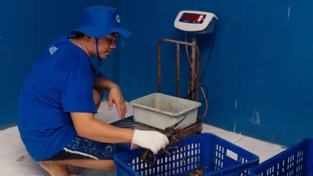 Startup Aruna đ&atilde; xuất khẩu 44 triệu kg hải sản v&agrave;o 7 quốc gia, hầu hết l&agrave; sang Mỹ v&agrave; Trung Quốc.