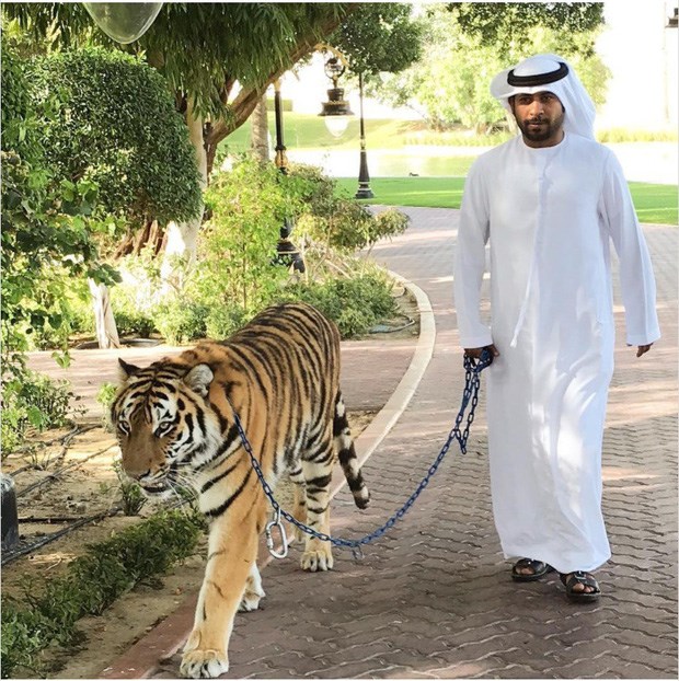 Dắt hổ đi chơi l&agrave; sở th&iacute;ch của nhiều người UAE.