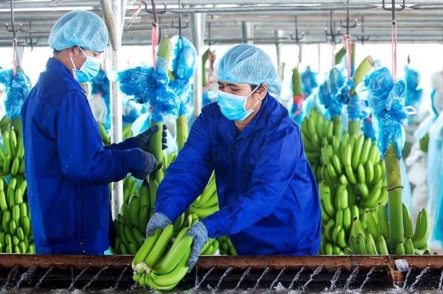 Việc tho&aacute;i vốn tại HAGL Agrico nằm trong chiến lược t&aacute;i cơ cấu của HAGL.&nbsp;