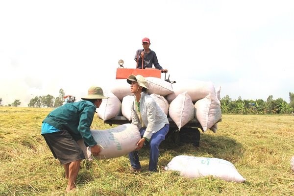 N&ocirc;ng d&acirc;n Đồng bằng s&ocirc;ng Cửu Long thu hoạch l&uacute;a. Ảnh: Trung Ch&aacute;nh