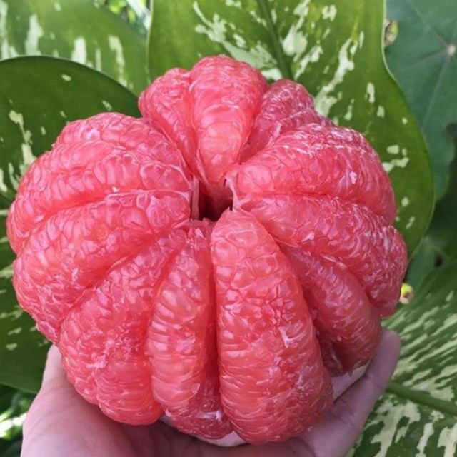 Kết cấu tr&aacute;i bưởi Tubtim được chia th&agrave;nh&nbsp; 9 - 12 m&uacute;i đều nhau ho&agrave;n hảo.