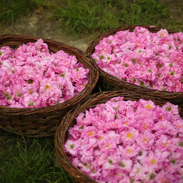 Loại hoa hồng l&agrave;m n&ecirc;n thương hiệu Chanel No.5 l&agrave;&nbsp;lo&agrave;i Rosa Centifolia.