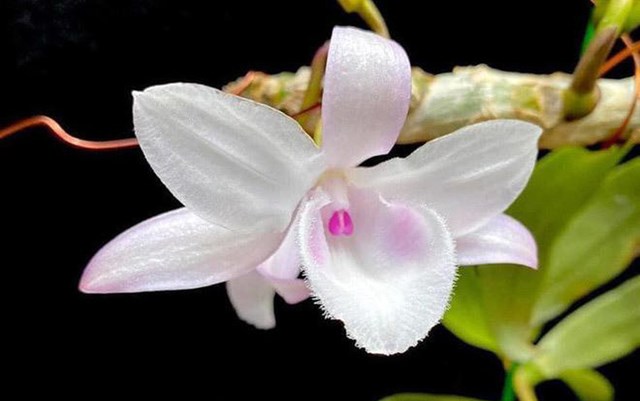 Ng&agrave;nh thuế sẽ quản l&yacute; thu đối với kinh doanh lan đột biến