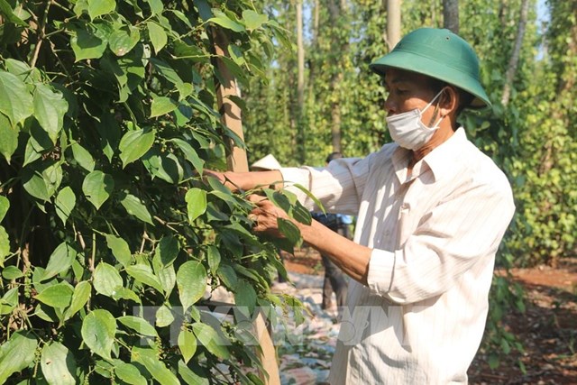 N&ocirc;ng d&acirc;n thu hoạch ti&ecirc;u. Ảnh: Ho&agrave;ng Nhị - TTXVN.