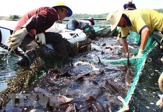 Đầu tư nu&ocirc;i c&aacute; nước lạnh tốn k&eacute;m về cả chi ph&iacute;,&nbsp;nguồn nước tự nhi&ecirc;n, con giống nhập khẩu. Ảnh:&nbsp;&nbsp;Huy H&ugrave;ng/TTXVN.