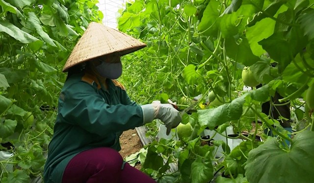 Huyện Kr&ocirc;ng Năng&nbsp;c&oacute; 47 hợp t&aacute;c x&atilde; n&ocirc;ng nghiệp, 107 trang trại v&agrave; nhiều hộ sản xuất kinh doanh n&ocirc;ng nghiệp.