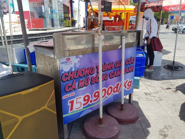 Cả ngàn tấn cá mú bí đầu ra, giá giảm một nửa vẫn khó "giải cứu" - Ảnh 1