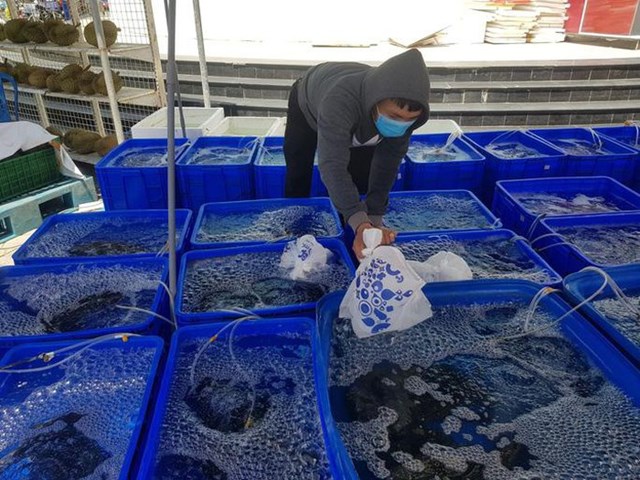 C&aacute; m&uacute; Cam Ranh đang được một si&ecirc;u thị ở TP Nha Trang b&aacute;n theo dạng 