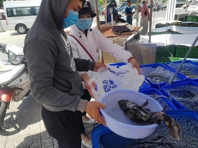 Cả ngàn tấn cá mú bí đầu ra, giá giảm một nửa vẫn khó "giải cứu" - Ảnh 2