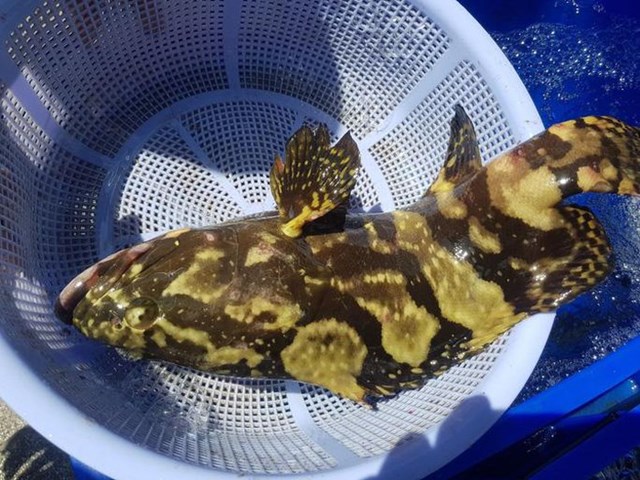 D&ugrave; gi&aacute; b&aacute;n chỉ bằng 1/2 so với trước nhưng c&aacute; m&uacute; kh&ocirc;ng được ti&ecirc;u thụ nhiều như những loại n&ocirc;ng sản kh&aacute;c. Ảnh: Kỳ Nam