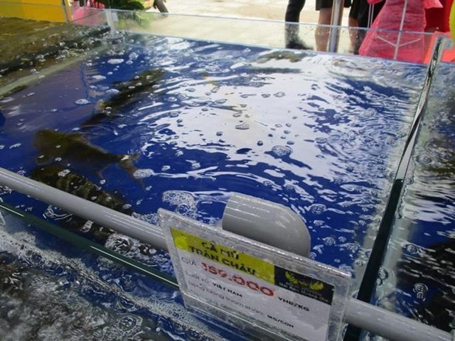 Một cửa h&agrave;ng hải sản ở TP HCM b&aacute;n c&aacute; m&uacute; theo dạng 