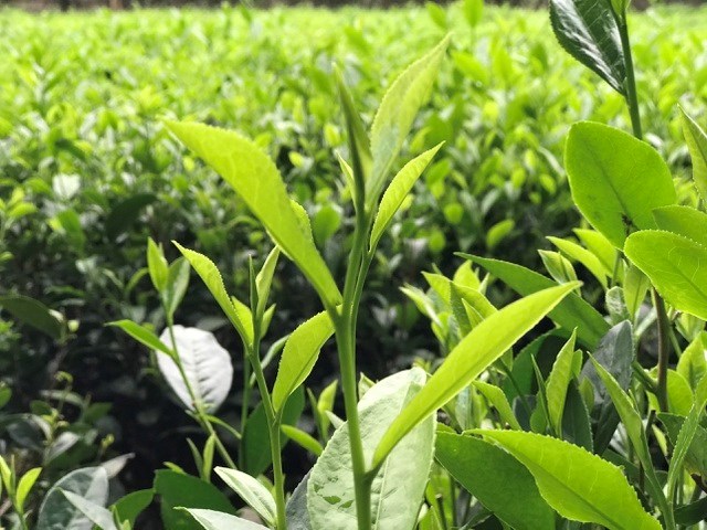 Trà đinh có giá vô cùng đắt đỏ, dao động 3 - 5 triệu đồng/kg.