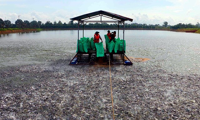 Ao nuôi cá tra tại cù lao Tân Lộc nằm giữa sông Hậu, thuộc TP Cần Thơ. Ảnh: Cửu Long.