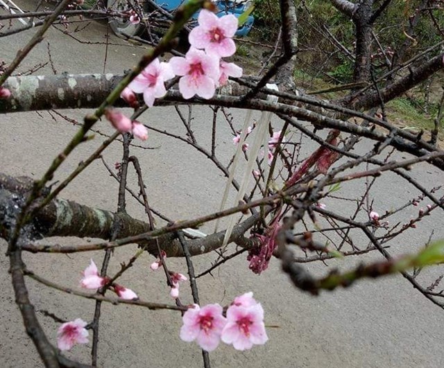 Mới cuối th&aacute;ng 9 &Acirc;m lịch, đ&agrave;o rừng đ&atilde; nở hoa sớm.&nbsp;