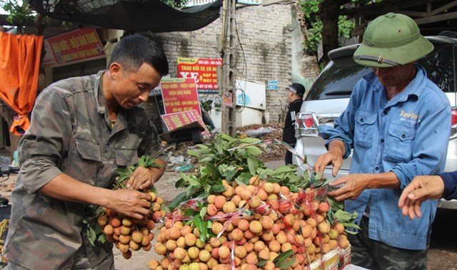 Việc ch&uacute; trọng thị trường trong nước đ&atilde; gi&uacute;p quả vải ti&ecirc;u thụ ổn định trong ni&ecirc;n vụ 2020. Ảnh: IT