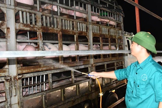 Nhập khẩu lợn giống từ Th&aacute;i Lan tăng mạnh v&igrave; gi&aacute; rẻ. Ảnh: VP Bộ NN&amp;PTNN