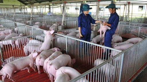 Nhiều doanh nghiệp thu lợi nhuận lớn nhờ t&aacute;i đ&agrave;n lợn. Ảnh: Thoibaonganhang