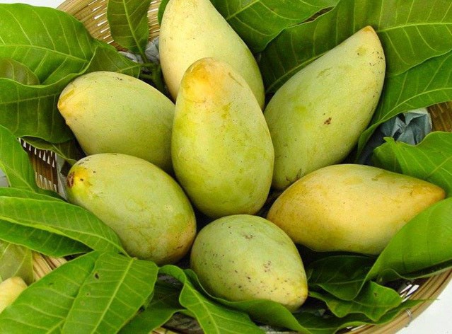 Vụ xo&#224;i Việt bị Trung Quốc dừng xuất khẩu: Nhiều doanh nghiệp mạo danh m&#227; số v&#249;ng trồng - Ảnh 1
