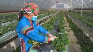 &#212;ng H&#224; Văn Thắng – Chủ tịch Hội đồng Doanh nghiệp n&#244;ng nghiệp Việt Nam: “Năm 2024 l&#224; cơ hội cho ph&#225;t triển n&#244;ng nghiệp c&#244;ng nghệ cao!” - Ảnh 5