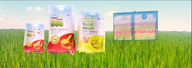 Gạo sạch Toản Xu&#226;n: Ti&#234;n phong ph&#225;t triển m&#244; h&#236;nh gạo sạch  - Ảnh 1
