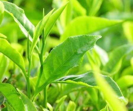 Tr&#224; Th&#225;i Nguy&#234;n: Xứng danh “Đệ nhất danh tr&#224;”!  - Ảnh 1