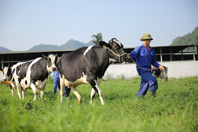 Sản phẩm Mộc Ch&#226;u Milk đạt Thương hiệu Quốc gia Việt Nam năm 2022 - Ảnh 3