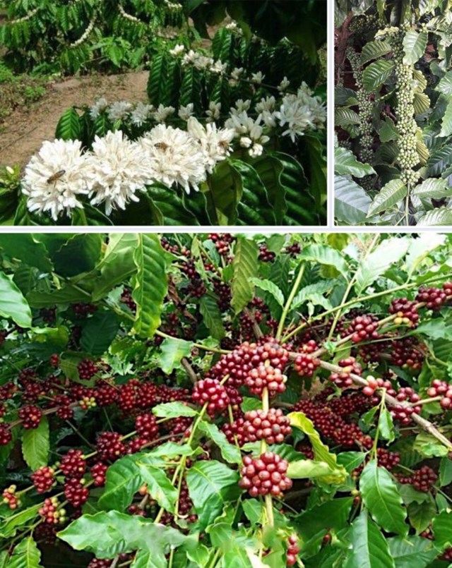 Lối đi n&#224;o để c&#224; ph&#234; Việt khẳng định thương hiệu?&#160; - Ảnh 1