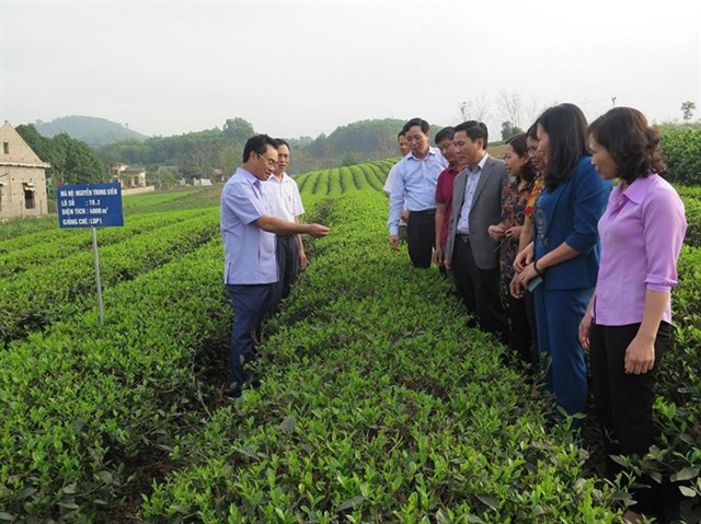 Chè VietGAP mang lại sức sống mới cho thương hiệu chè Sông Cầu