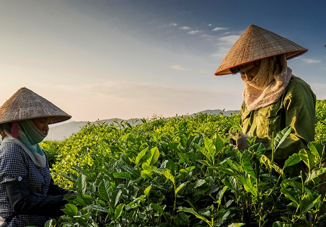 Vùng chè xóm 9, thị trấn Sông Cầu (Đồng Hỷ) là một trong những điểm đang triển khai thực hiện sản xuất chè theo hướng hữu cơ