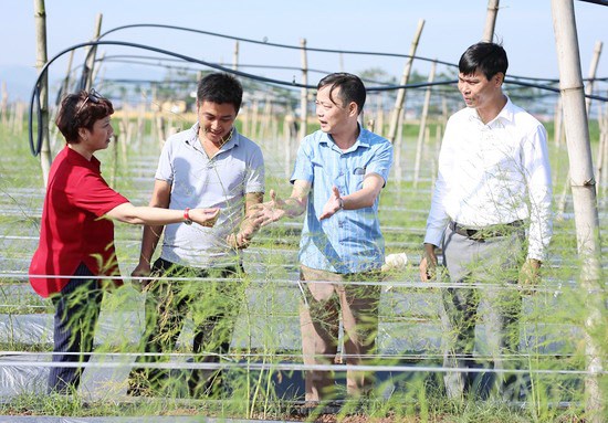 X&#227; Lương Lỗ (Thanh Ba, Ph&#250; Thọ): Ph&#225;t triển kinh tế theo hướng n&#244;ng nghiệp h&#243;a - Ảnh 3
