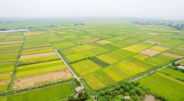 X&#227; Lương Lỗ (Thanh Ba, Ph&#250; Thọ): Ph&#225;t triển kinh tế theo hướng n&#244;ng nghiệp h&#243;a - Ảnh 2