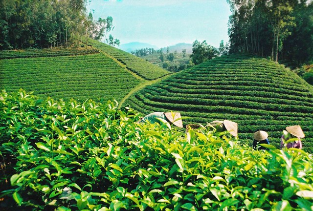 Ch&#232; Ho&#224;i Trung: Chắt chiu vị ngọt cho đời - Ảnh 1