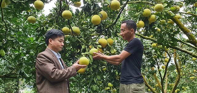Bưởi sạch g&#243;p phần n&#226;ng cao gi&#225; trị kinh tế - Ảnh 1