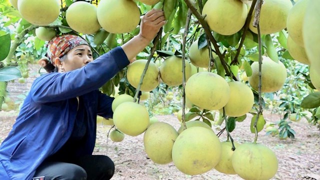 Bưởi sạch g&#243;p phần n&#226;ng cao gi&#225; trị kinh tế - Ảnh 2