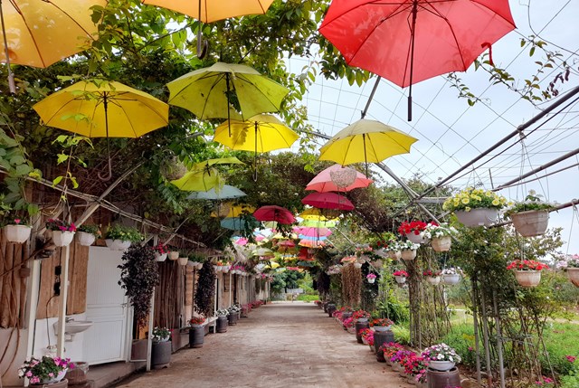 Nguyễn Đức Minh - Gi&#225;m đốc C&#244;ng ty TNHH Du lịch v&#224; Thương mại Hoa Bay: Kh&#225;t vọng khai ph&#225; v&#224; ph&#225;t triển v&#249;ng qu&#234; ngh&#232;o Ph&#250;c Thọ  - Ảnh 2