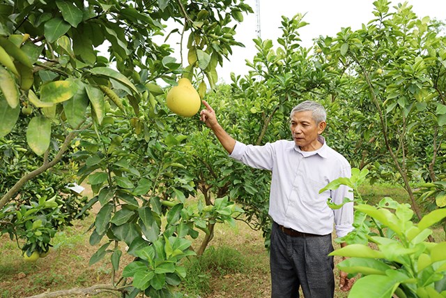 Bưởi Diễn Đức Hậu - Lưu Quang: “Nức tiếng” nhờ b&#224;n tay “chăm bẵm” của nh&#224; n&#244;ng y&#234;u nghề - Ảnh 2