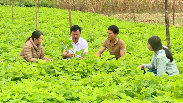 Nấm Tam Đảo: Thực phẩm bổ dưỡng cho mọi nh&#224;! - Ảnh 1