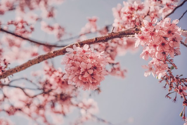 Những c&aacute;nh hoa đ&agrave;o khoe sắc rực rỡ tại n&ocirc;ng trường Vũ Lăng (Ảnh: Phan Thế Anh)