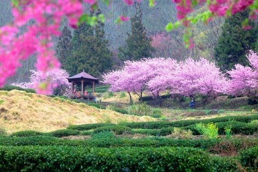 Vẻ đẹp thơ mộng của hoa anh đ&agrave;o tại n&ocirc;ng trường Vũ Lăng
