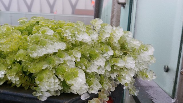 Đỗ quy&#234;n nở đỏ rực rỡ trong băng tr&#234;n đỉnh Fansipan - Ảnh 6