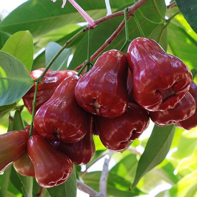 Mận (roi) An Phước.