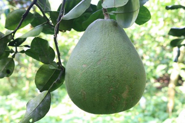 Bưởi l&ocirc;ng Cổ C&ograve;.