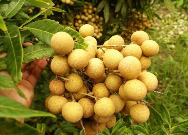 Nh&atilde;n Nhị Qu&yacute;.