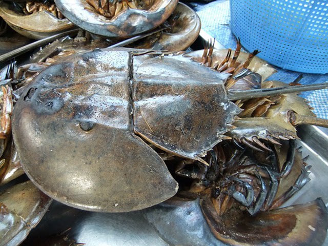 Sam biển G&ograve; C&ocirc;ng.