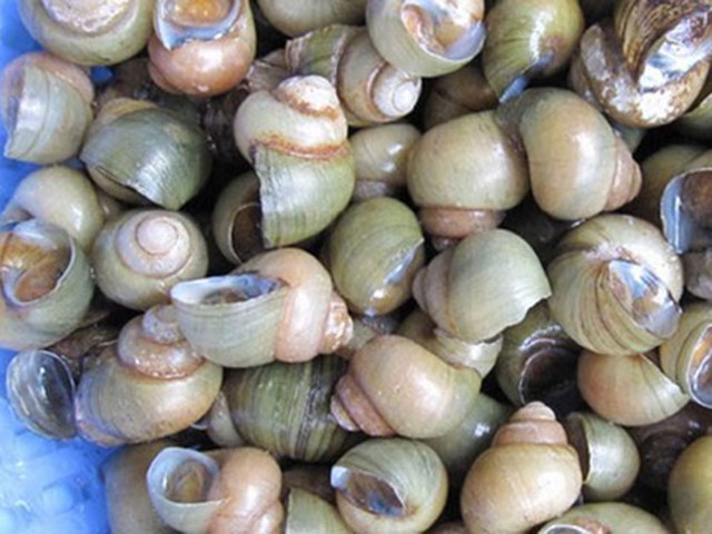 Ốc gạo T&acirc;n Phong - Sản vật Tiền Giang.